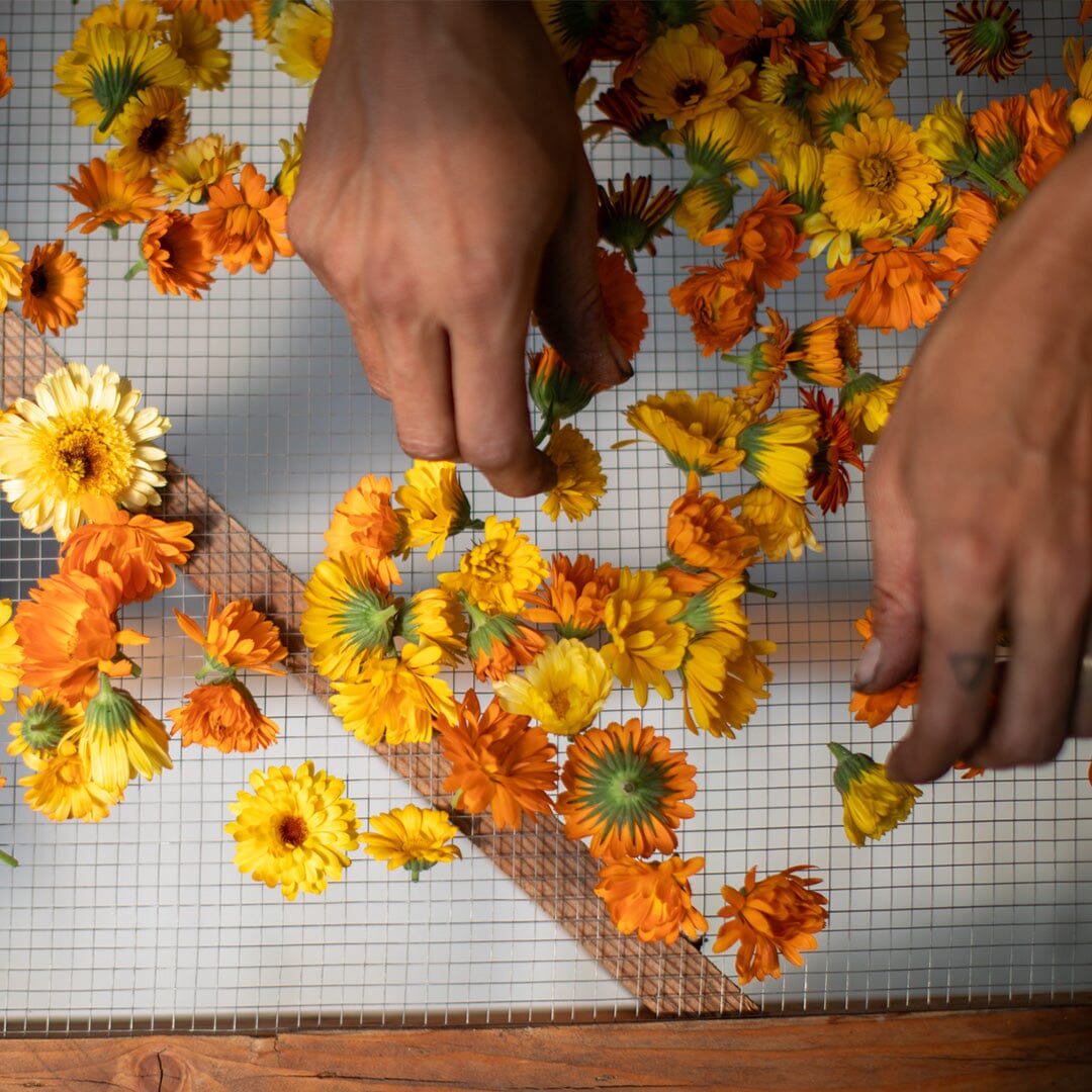 All-Purpose Tallow Balm Beauty TALLOW 