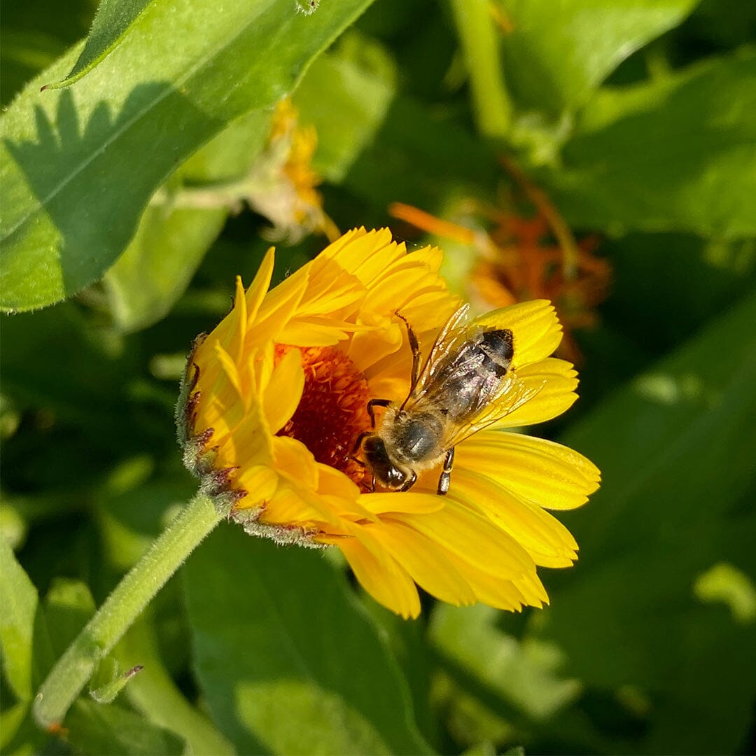 All-Purpose Tallow Balm Beauty TALLOW 